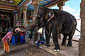 The great Chola temples of Tamil Nadu - the Nageshvara temple of Kumbakonam. The elephant blessing 